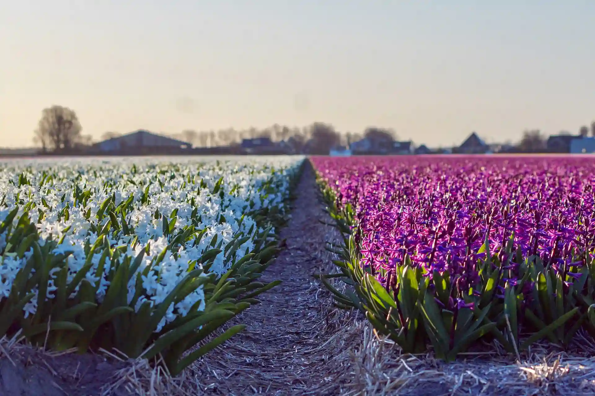 Reuzen mozaïek hyacinthen De Oude Duinen te Lisse